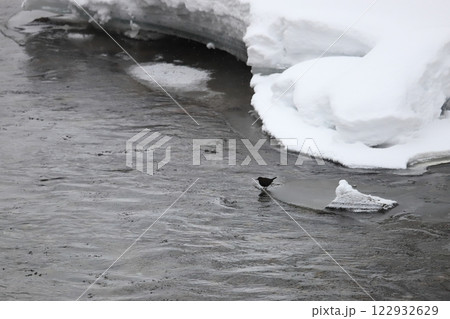氷流れる冬の川でエサを探す　カワガラス 122932629