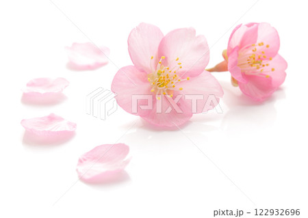 桜 花びら ピンク 春 白 背景 122932696