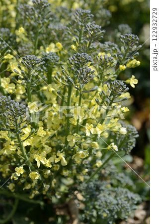 春の菜園のブロッコリーの花 春の菜園のブロッコリーの花 122932729