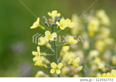 春の菜園のブロッコリーの花 122932733