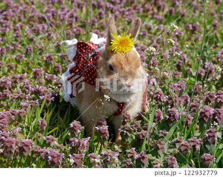 公園の散歩中に頭にタンポポを乗せられたうさぎのネザーランド 公園の散歩中に頭にタンポポを乗せられたうさぎのネザーランド 122932779