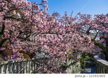 静岡県熱海市 あたみ桜 糸川遊歩道 2月上旬 静岡県熱海市 あたみ桜 糸川遊歩道 2月上旬 122932803