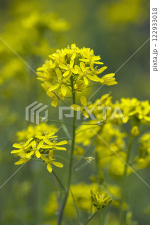 春の菜園のミズナの花 122933018