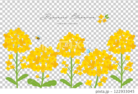菜の花の手描きイラスト 122933045