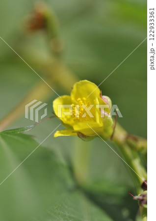 夏の畑のモロヘイヤの花 夏の畑のモロヘイヤの花 122933361