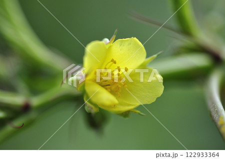 夏の畑のモロヘイヤの花 夏の畑のモロヘイヤの花 122933364