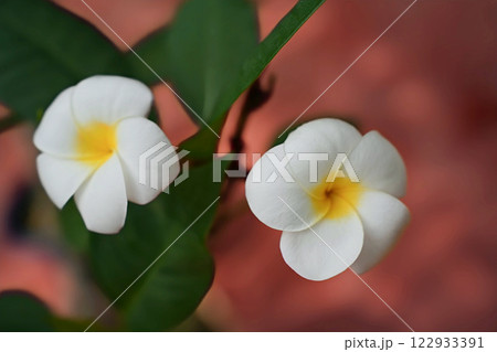 優美な白いプルメリア 122933391