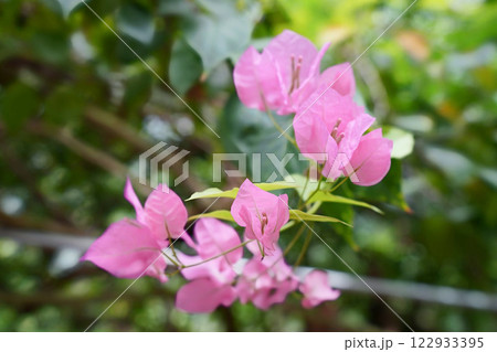 ブーゲンビリアの美しい瞬間 122933395