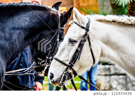 Horse parade at the Festival of the Three Tombs in Igualada, Barcelona Horse parade at the Festival of the Three Tombs in Igualada, Barcelona 122933439