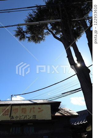 谷中のヒマラヤ杉と「みかどパン店」 122933610