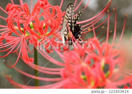 ガーデニング　庭の花、 122933614