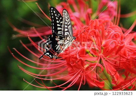 ガーデニング　庭の花、 122933623
