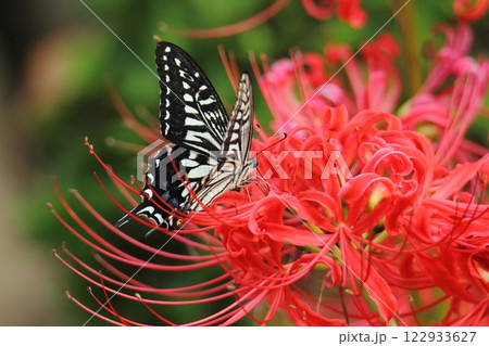 ガーデニング　庭の花、 122933627