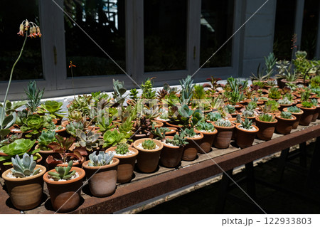 Succulents Succulents 122933803