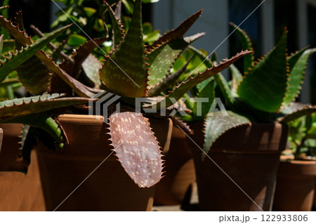 Aloe Aloe 122933806