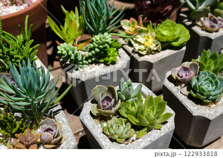 succulents succulents 122933818