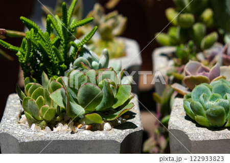 succulents 122933823