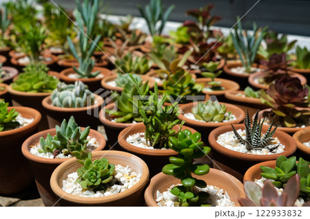 Succulents Succulents 122933832