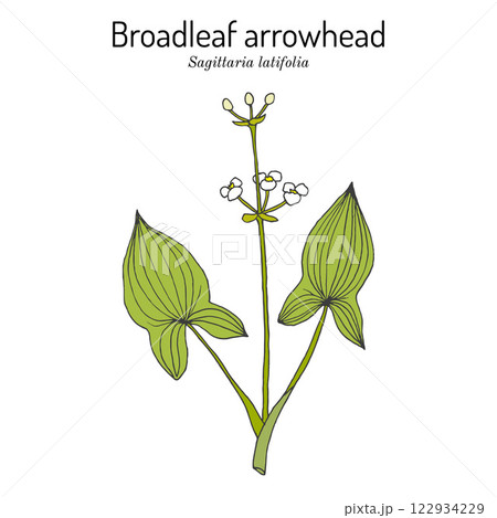 Broadleaf arrowhead, or duck-potato (Sagittaria latifolia), edible and medicinal plant Broadleaf arrowhead, or duck-potato (Sagittaria latifolia), edible and medicinal plant 122934229