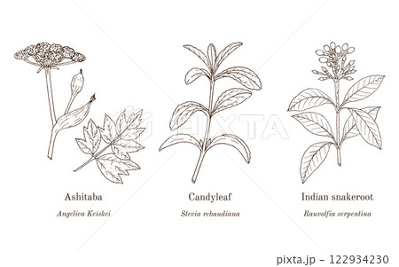 Collection of edible and medicinal plants Collection of edible and medicinal plants 122934230