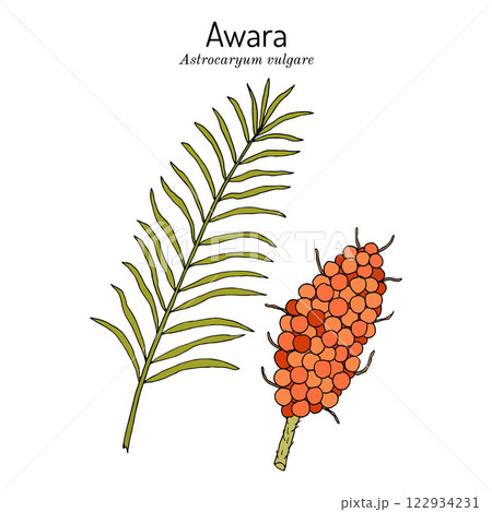 Avara or tucum palm (Astrocaryum vulgare), edible and medicinal plant Avara or tucum palm (Astrocaryum vulgare), edible and medicinal plant 122934231