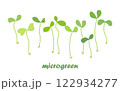 Young microgreen sprouts, with green leaves, healthy lifestyle concept 122934277