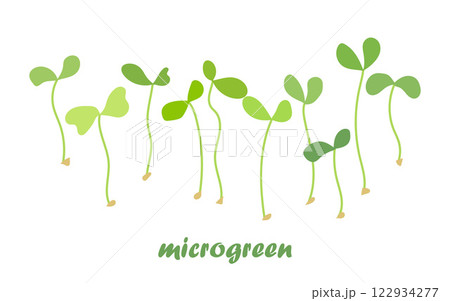 Young microgreen sprouts, with green leaves, healthy lifestyle concept Young microgreen sprouts, with green leaves, healthy lifestyle concept 122934277