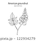 American groundnut, or potato bean (Apios americana), edible and medicinal plant 122934279