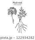 Musk root or sumbul (Ferula moschata), medicinal plant 122934282