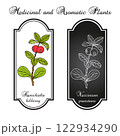 Kamchatka bilberry (Vaccinium praestans ), edible and medicinal plant. Hand drawn botanical vector illustration 122934290