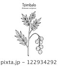 Tzimbalo (Solanum caripense), edible and medicinal plant 122934292