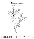 Miracle berry (Synsepalum dulcificum), edible and medicinal plant. 122934294