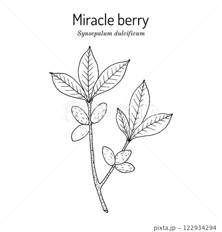 Miracle berry (Synsepalum dulcificum), edible and medicinal plant. Miracle berry (Synsepalum dulcificum), edible and medicinal plant. 122934294