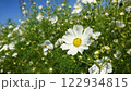 白いコスモス 122934815