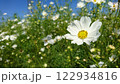 白いコスモス 122934816