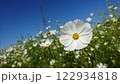 白いコスモス 122934818
