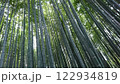 竹林を見上げる 122934819