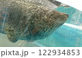 水から顔を出すアザラシ 122934853