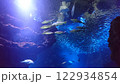 洞窟の中を泳ぐ魚たち 122934854