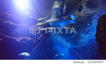 洞窟の中を泳ぐ魚たち 洞窟の中を泳ぐ魚たち 122934854