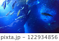 水族館の魚たち 122934856