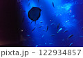 海中洞窟を泳ぐ魚たち 122934857