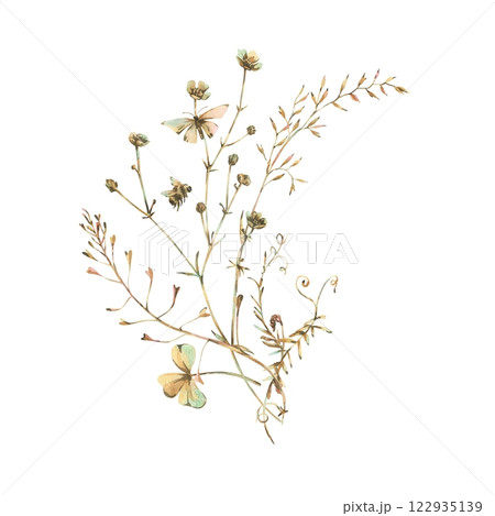 Field, meadow, wild flowers and herbs buttercups with shepherd's purse, butterfly and bumblebee. Watercolor illustration, hand-drawn in beige, brown and ocher tones. Bouquet isolated from background. Field, meadow, wild flowers and herbs buttercups with shepherd's purse, butterfly and bumblebee. Watercolor illustration, hand-drawn in beige, brown and ocher tones. Bouquet isolated from background. 122935139