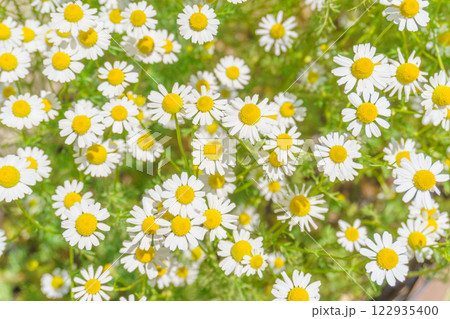 カモミールの花畑 122935400
