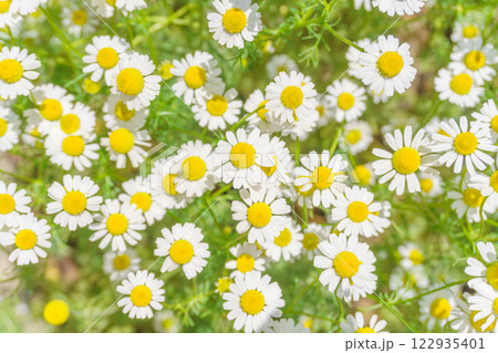 カモミールの花畑 122935401