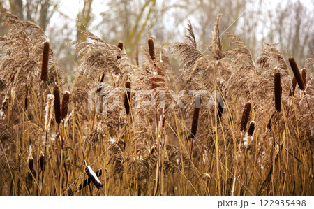 There are a lot of reeds frozen in winter along the road There are a lot of reeds frozen in winter along the road 122935498