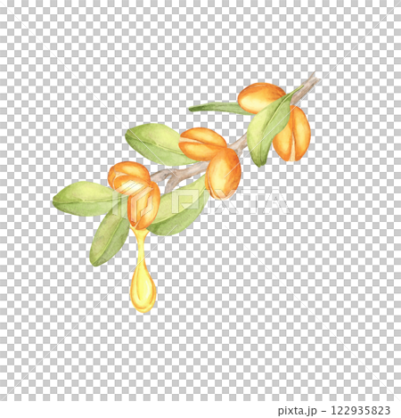 Watercolor clipart of a single argan branch with orange fruits, green leaves, and oil drops. Perfect for cosmetic branding, natural product advertisements, or eco-friendly stationery. Watercolor clipart of a single argan branch with orange fruits, green leaves, and oil drops. Perfect for cosmetic branding, natural product advertisements, or eco-friendly stationery. 122935823