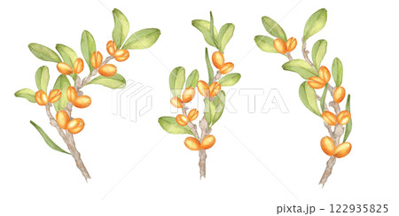 A watercolor clipart showcasing three detailed argan tree branches with fruits and foliage. Botanical illustration. Suitable for use in product branding, natural patterns, or herbal merchandise. 122935825