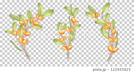 A watercolor clipart showcasing three detailed argan tree branches with fruits and foliage. Botanical illustration. Suitable for use in product branding, natural patterns, or herbal merchandise. 122935825