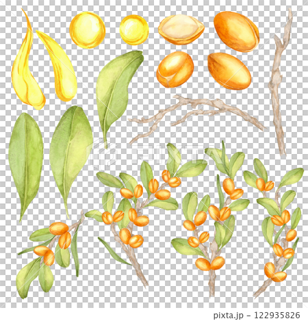 Watercolor clipart set with vibrant green leaves, golden argan nuts, yellow oil drops, and tree branches. Ideal for cosmetic labels, eco-friendly packaging, or botanical patterns. 122935826